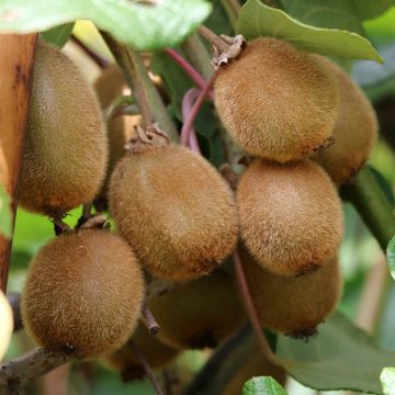 Actinidia Kiwi SOLISSIMO ® Renact Il vaso da 1.3L