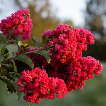Mirto crespo o Lagerstroemia Enduring Red