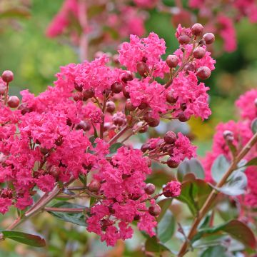 Mirto crespo o Lagerstroemia Bergerac