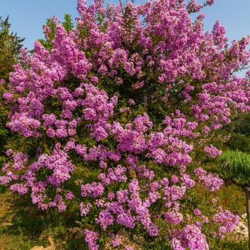 Mirto crespo o Lagerstroemia Jacqueline Desmartis