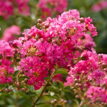 Mirto crespo o Lagerstroemia  Jeanne Desmartis