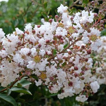 Mirto crespo o Lagerstroemia Kimono