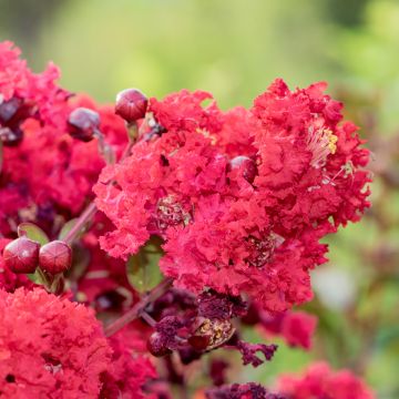 Mirto crespo o Lagerstroemia Périgord Pourpre