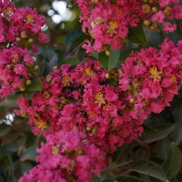 Mirto crespo o Lagerstroemia Saint-Emilion