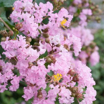Mirto crespo o Lagerstroemia Soir d'Eté
