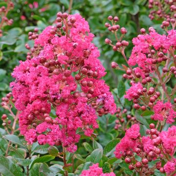 Mirto crespo o Lagerstroemia Souvenir d'André Desmartis