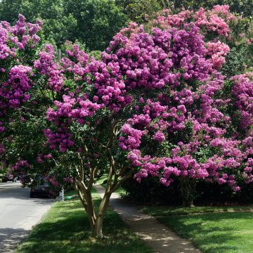 Mirto crespo o Lagerstroemia Souvenir d'Hubert Puard