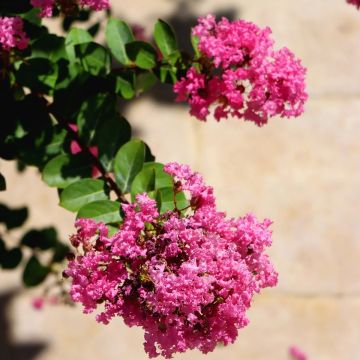 Mirto crespo o Lagerstroemia Terrazza Rosa
