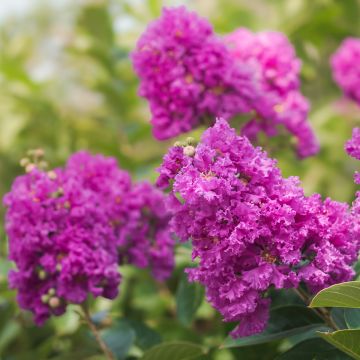 Mirto crespo o Lagerstroemia Terre Chinoise
