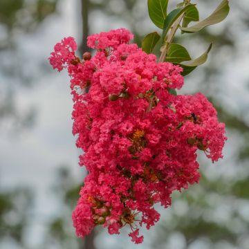 Mirto crespo o Lagerstroemia Dynamite
