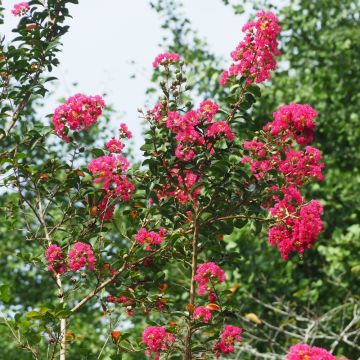 Mirto crespo o Lagerstroemia Grand Cru