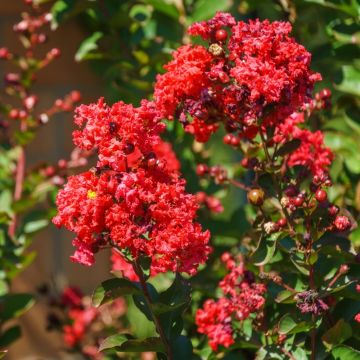 Mirto crespo o Lagerstroemia Petite Red