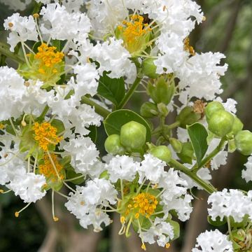 Mirto crespo o Lagerstroemia Pixie White