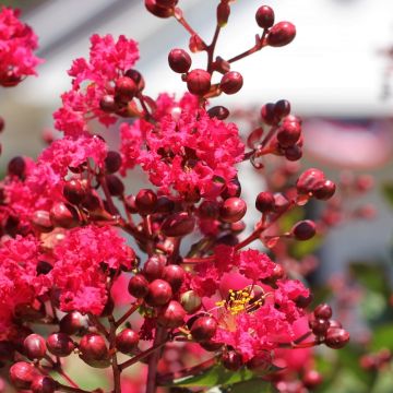 Mirto crespo o Lagerstroemia Terrazza Rossa