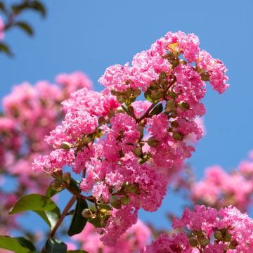 Mirto crespo o Lagerstroemia Yang Tse, Lagerstroemia