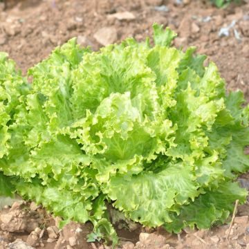 Lattuga batavia dorata di primavera