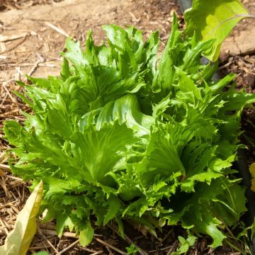 Lattuga batavia regina dei ghiacci