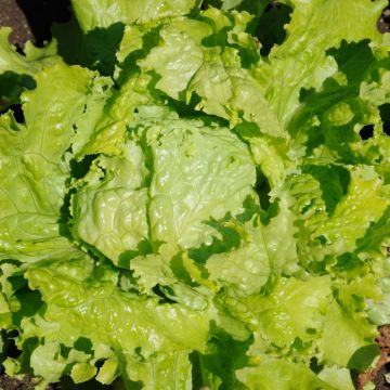 Lattuga batavia di Pierre Benite