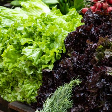 Lattuga da taglio in mix