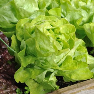 Lattuga a cappuccio appia