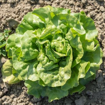 Lattuga Craquerelle du Midi