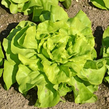 Lattuga a cappuccio kagraner sommer