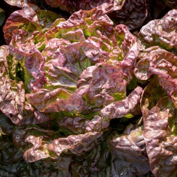 Lattuga a cappuccio meraviglia delle quattro stagioni