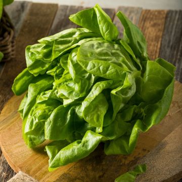 Lattuga a cappuccio del buon giardiniere