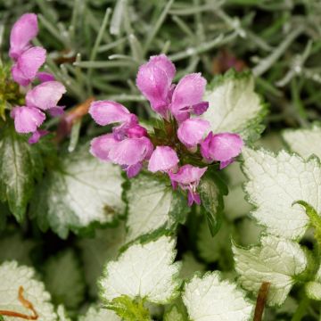 Lamio o Lamium Beacon Silver