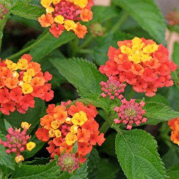 Lantana EVITA Red