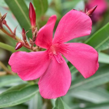 Oleandro o Nerium oleander Lampone