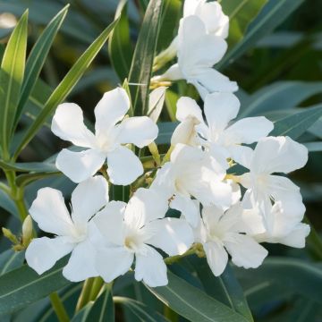 Oleandro o Nerium oleander Petite White