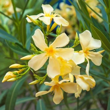 Oleandro o Nerium oleander Souvenir des Iles Canaries