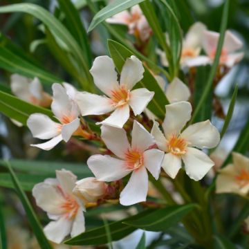 Oleandro o Nerium oleander Angiolo Pucci - Nerium oleander
