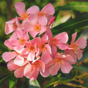 Oleandro o Nerium oleander Soleil Levant
