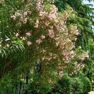 Oleandro o Nerium oleander Tito Poggi