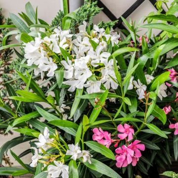 Oleandro o Nerium oleander bianco semplice