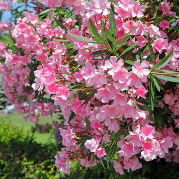 Oleandro o Nerium oleander rosa semplice