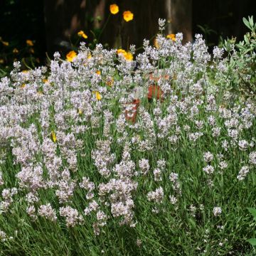 Lavande Angustifolia Rosea
