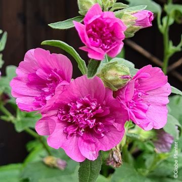 Lavatera Princess Pink