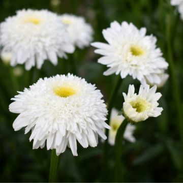 Leucanthemum maximum Wirral Supreme  - Margherita doppia a grandi fiori