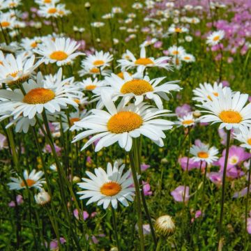 Grande margherita o Leucanthemum superbum Becky