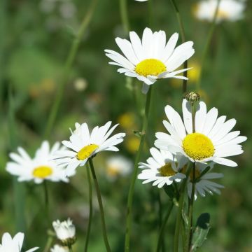 Margherita comune o Leucanthemum vulgare