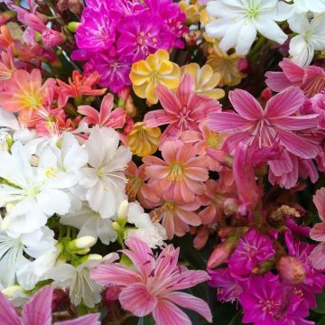 Lewisia cotyledon in miscuglio