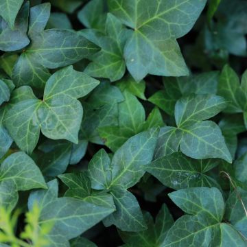 Edera Shamrock