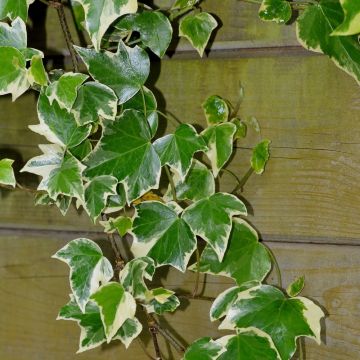 Edera variegata Goldchild