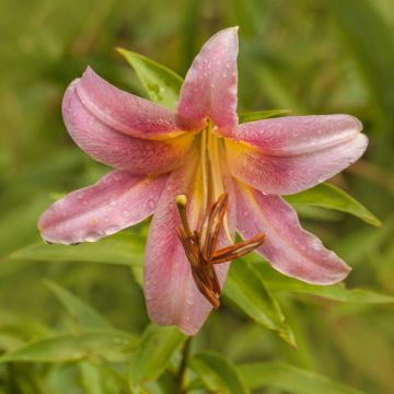 Giglio a tromba Pink Perfection