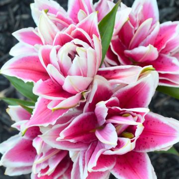 Giglio orientale Roselily Samantha