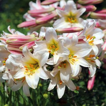 Giglio Regale (Lilium Regale)