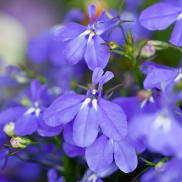 Lobelia Anabel Blue